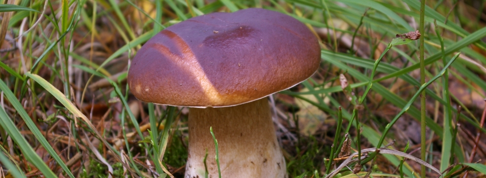 Puszcza Romincka obfituje w dorodne grzyby